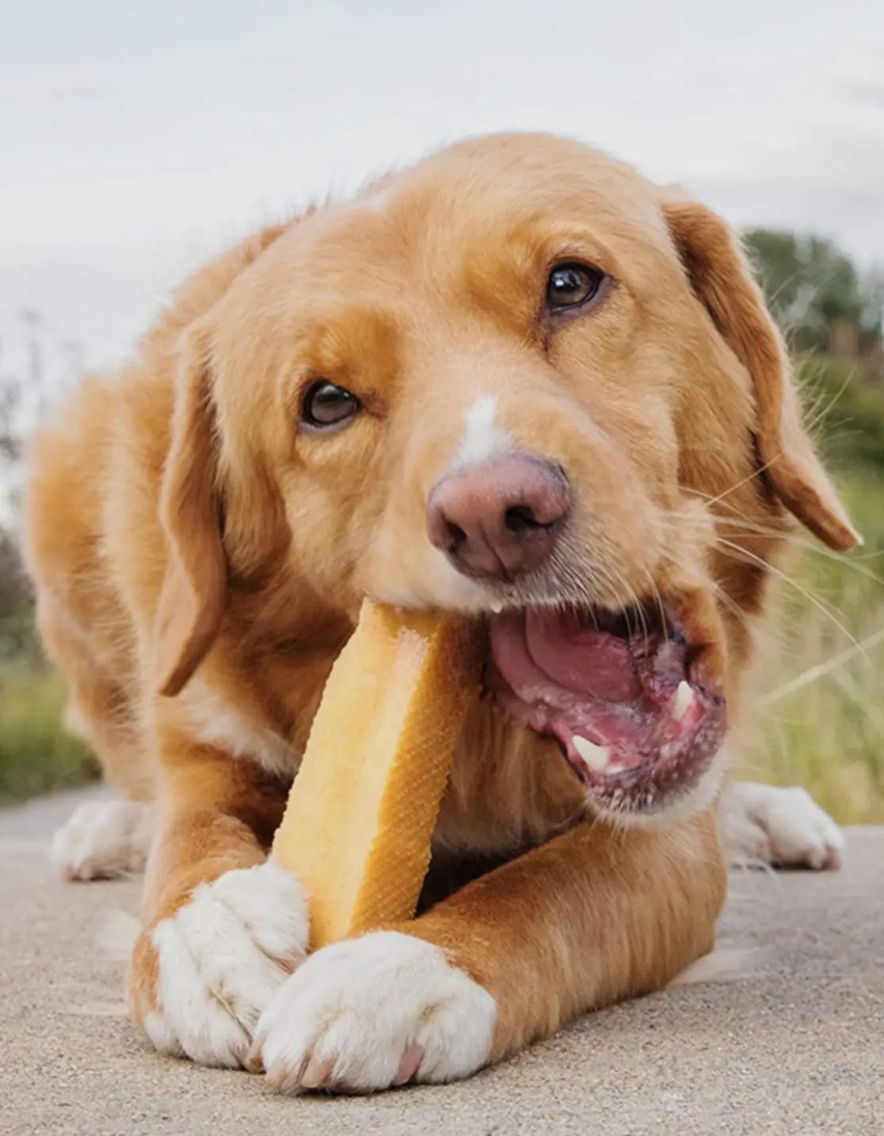 Yak Milk Chews