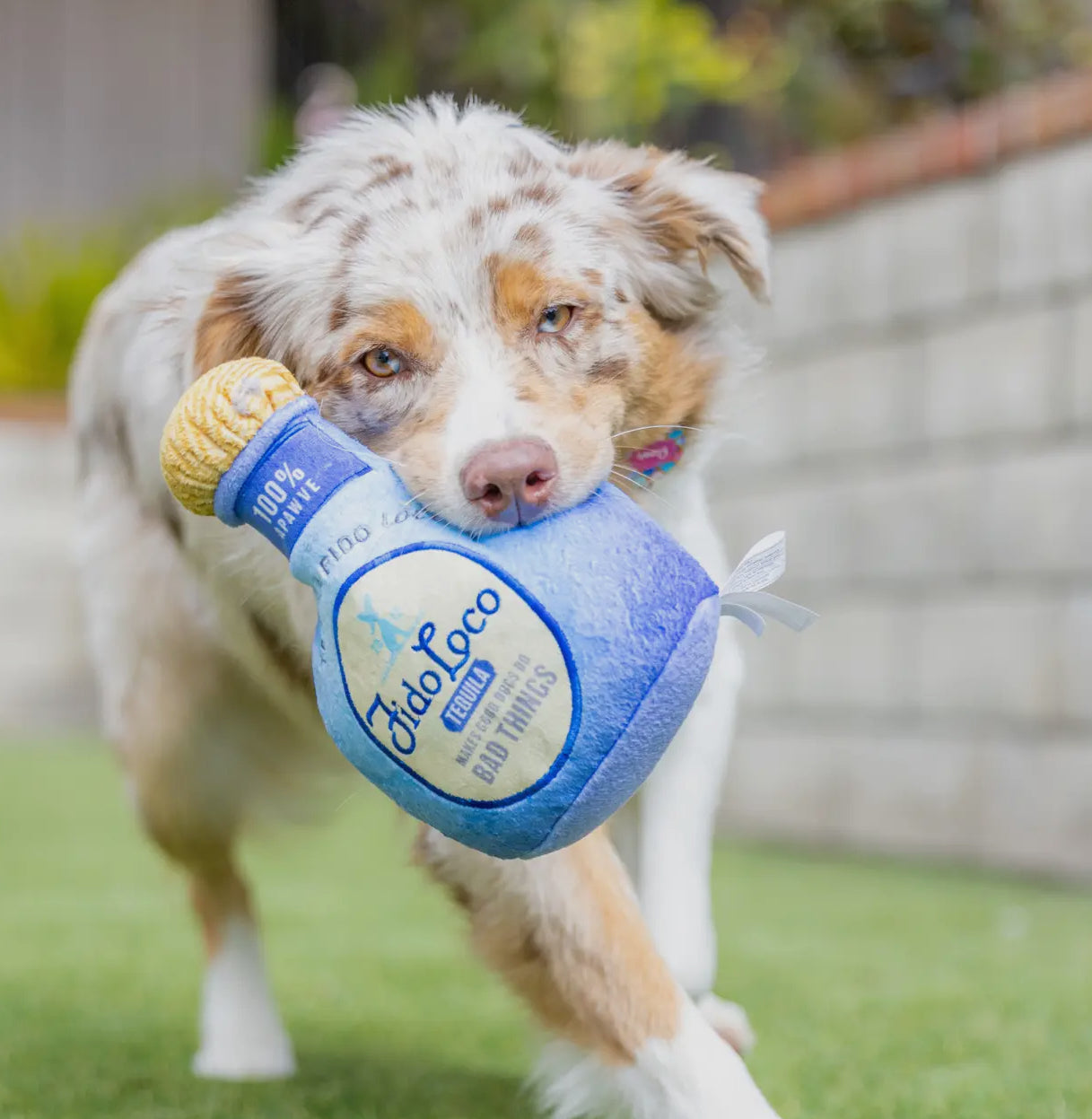 Tequila Fido Loco Toy