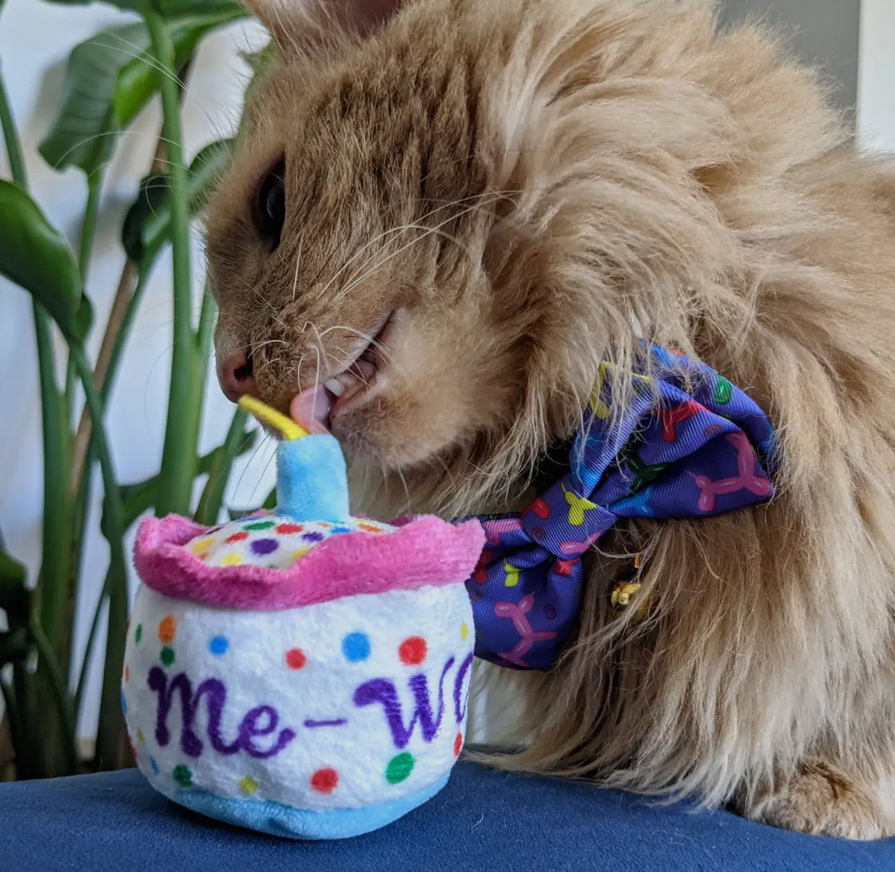 Mewow Cake For Cats