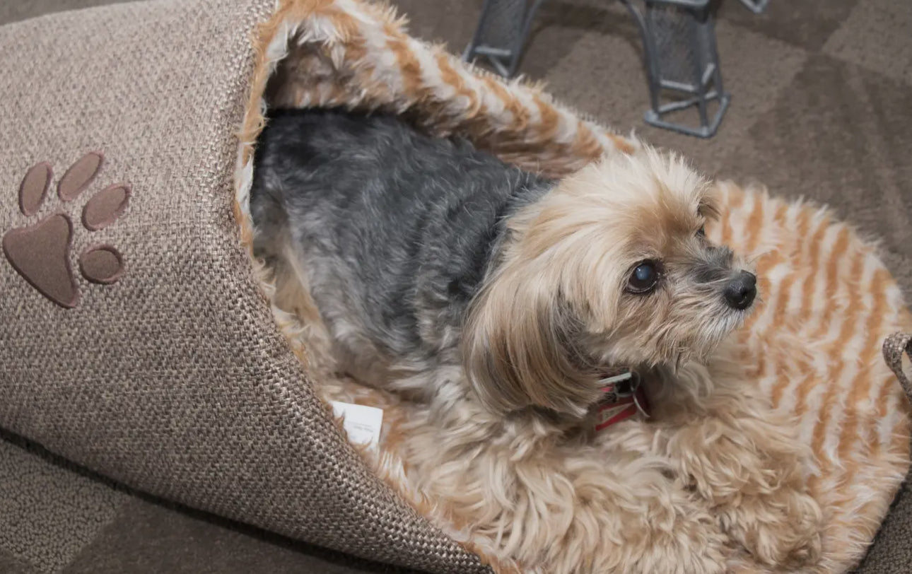 Slipper Dog Bed