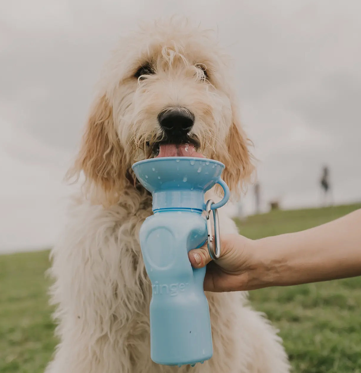 Springer Classic Dog 
Water Travel Bottle