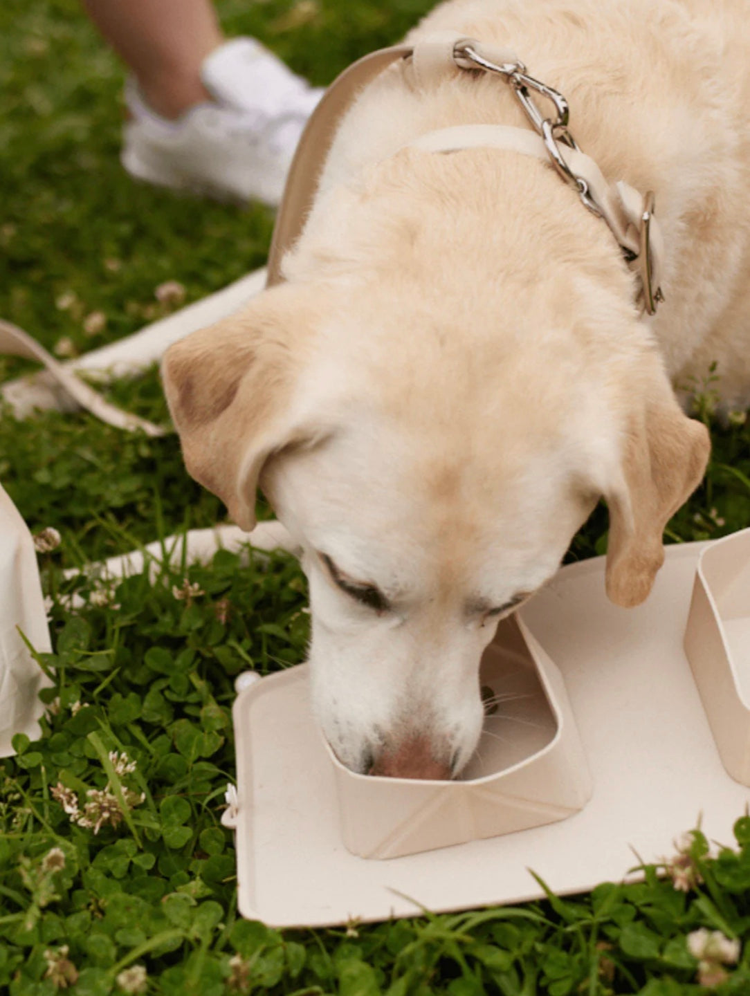 Travel Dog Bowl