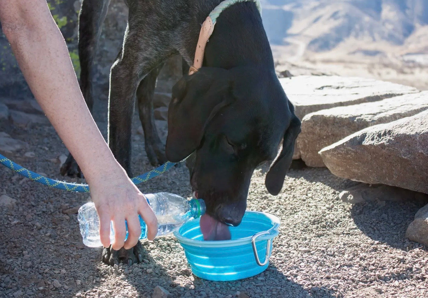 Collapsible Travel Dog Bowl