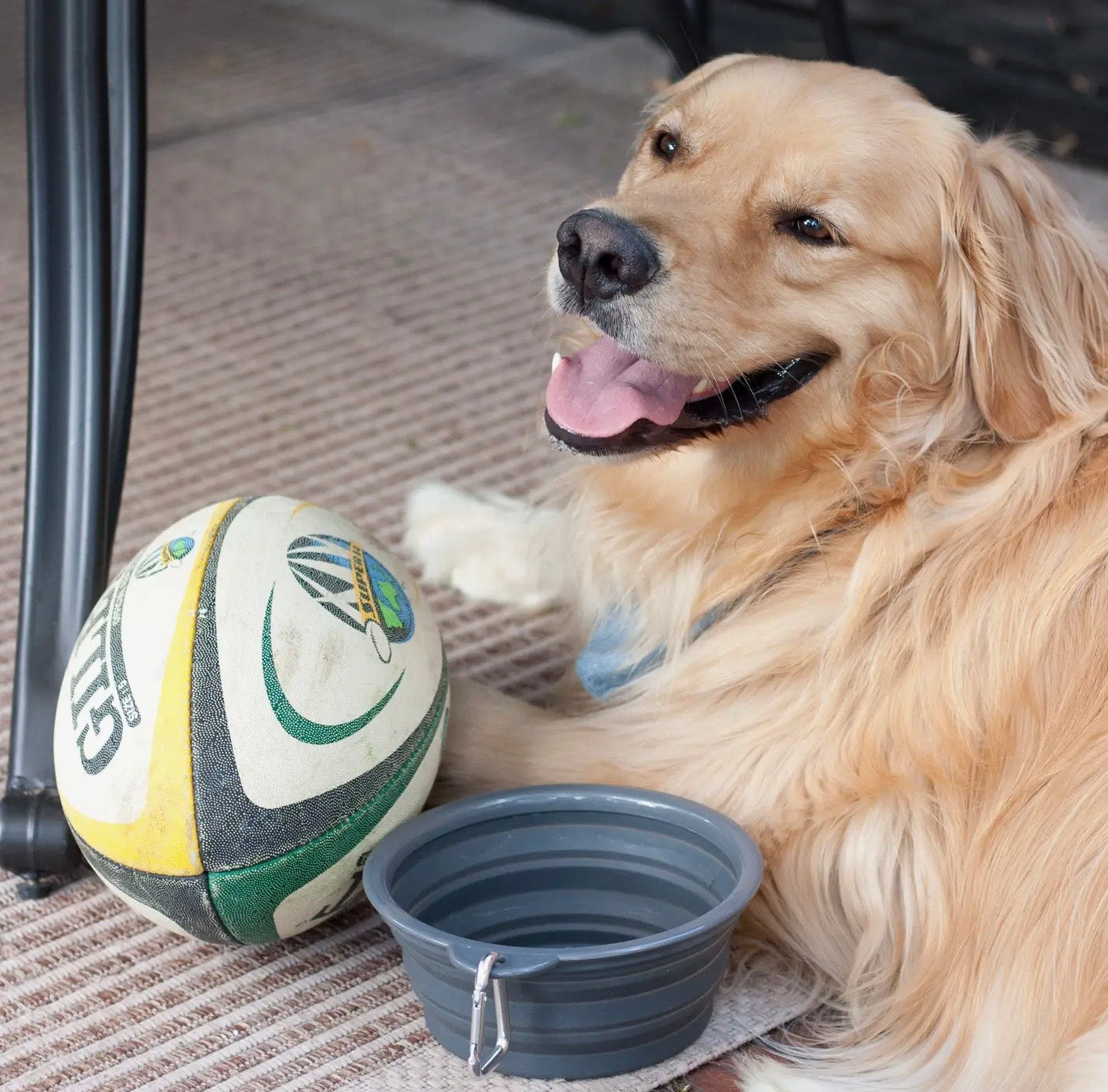 Collapsible Travel Dog Bowl