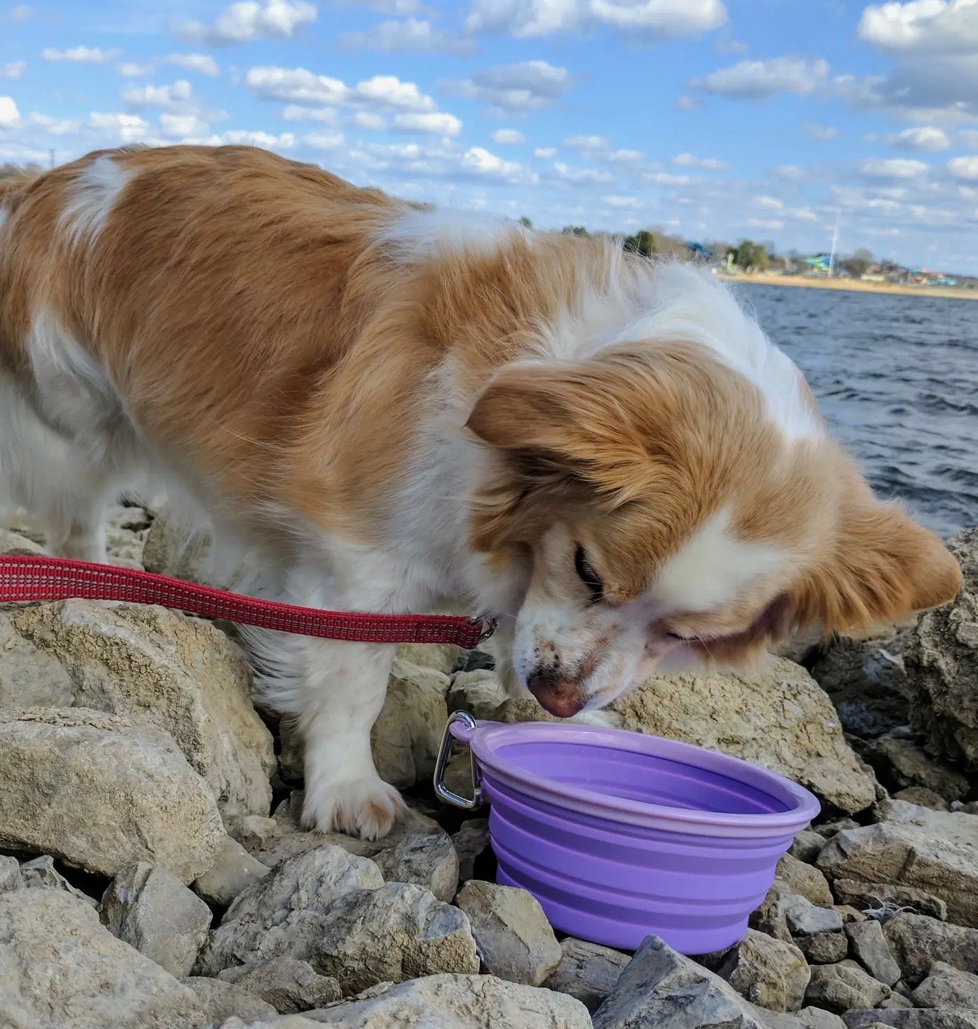 Collapsible Travel Dog Bowl